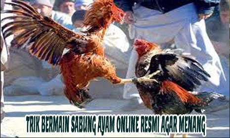 Trik Bermain Sabung Ayam Online Resmi Agar Menang